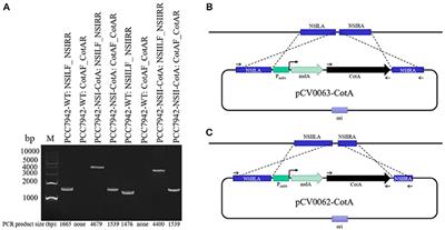 Textile Dye Decolorizing Synechococcus PCC7942 Engineered With CotA Laccase